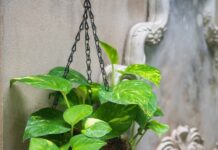 मनी प्लांट के पौधे को सही दिशा में लगायें