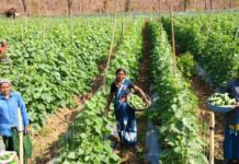 खीरा की खेती ने बदली सुभद्रा की जिंदगी