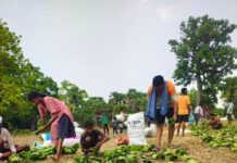 सुकमा में तेंदूपत्ता संग्रहण तेज़ी से जारी, 35 हजार से अधिक बोरे का हुआ संग्रहण