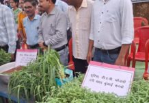 हरी खाद से बदल रही खेती की तस्वीर : कम लागत, बेहतर मुनाफा और स्वस्थ मिट्टी