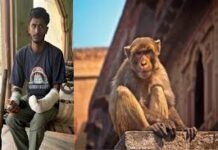 सक्ती में बंदरों का हमला, 20 लोग जख्मी