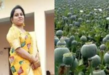अवैध अफीम मामले में निलंबित Ekta Sahu बहाल