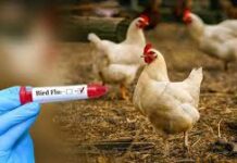 बिलासपुर के कोनी में बर्ड फ्लू का खतरा, केंद्र ने जारी किया अलर्ट