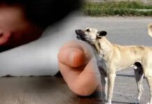 किशोरी की मौत: पालतू कुत्ते के खरोंच को नजरअंदाज करने पर रेबीज से हताहत