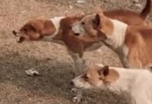 डेढ़ माह के मासूम को कुत्तों ने जबड़े में दबोचा