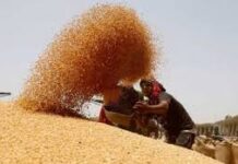 भोपाल-इंदौर समेत चार संभागों में गेहूं खरीदी शुरू, किसानों का तिलक से होगा स्वागत