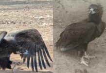 भोपाल से पाकिस्तान तक गिद्ध की उड़ान: 7 दिन में 1274 KM का सफर, जानें क्यों छोड़ा गया