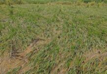 उत्तर भारत में बेमौसम बारिश से फसलें बुरी तरह प्रभावित, 19 राज्यों में आंधी-बारिश का अलर्ट