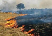 कपूरथला: PR मिलने के जश्न ने छीनी किसानों की मुस्कान, पटाखों से 30 एकड़ फसल राख