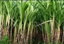 60 साल पुराने गन्ना कानून में बदलाव की तैयारी, इथेनॉल और डिजिटल नियम शामिल