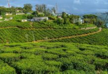 इंदौर में हरियाली का मेगा प्लान: मानसून की पहली बारिश के साथ लगेंगे 3 लाख पौधे