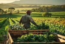 सिर्फ अनाज उगाने से नहीं बढ़ेगी आय, खेती में बदलाव जरूरी