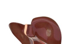 लिवर की सेहत क्यों है जरूरी? जानिए इसके मुख्य कार्य