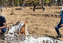 ISRO Satellite Report: 15 साल में जंगलों का भारी नुकसान, चौंकाने वाले आंकड़े