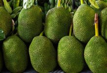 कटहल: पोषक तत्वों से भरपूर एक बहुमुखी फल