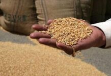 सर्वर ठप पड़ने से गेहूं खरीदी प्रभावित, प्रशासन बना मूकदर्शक