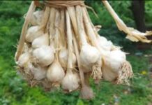 बाजार में लहसुन के दाम तो मिले बंपर, लेकिन पैदावार रही कमजोर