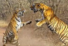 अपनी सल्तनत कायम करने बाघ एक-दूसरे पर कर रहे हमले, 9 साल में 9 की मौत