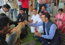 महापौर ने कुत्तों को लगाया तिलक, फिर शुरू हुआ नसबंदी अभियान