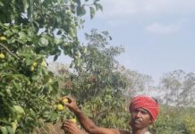 नाशपाती की खेती से बदल रही किसानों की तस्वीर’