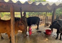 पशुपालन से बदली प्यारेलाल यादव की जिंदगी’