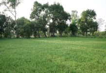 पैडी डायवर्सन मॉडल से बदली किसानों की तकदीर