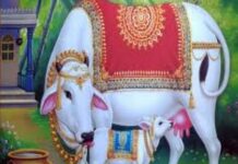 कामधेनु गाय देती है शुभ फल