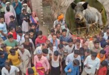 Wild boar का आतंक, तेंदूपत्ता तोड़ रहे 8 ग्रामीणों पर हमला