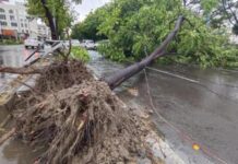 कोरबा में तेज आंधी से हड़कंप, कुसमुंडा में तीन घरों पर पेड़ गिरे