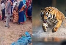 महिला को मारने वाले टाइगर की भी मौत, दोबारा जांच करेगी टीम