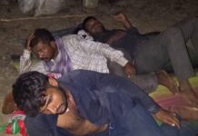 जंगल में छिपाकर रखे गए 28 मवेशी बरामद, कोरबा पुलिस ने तस्करी गिरोह दबोचा