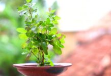 तुलसी और गौमाता: आरोग्य प्राप्ति के दो दिव्य स्तंभ, जानें कैसे दूर रहेंगे रोग?