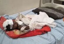 जबलपुर में आवारा कुत्ते का आतंक, मासूम बहनों पर किया जानलेवा हमला