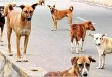 कुत्तों के झुंड ने 12 साल की बच्ची पर किया हमला, दर्दनाक हादसा