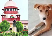 सार्वजनिक जगहों से हटाए जाएंगे कुत्ते? सुप्रीम कोर्ट के फैसले ने बढ़ाई चर्चा