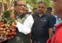 लीची संकट पर कृषि मंत्री शिवराज का बड़ा फैसला, बनी विशेषज्ञ कमेटी