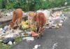 अंबिकापुर निगम की सफाई व्यवस्था ठप, भुगतान विवाद में घिरी स्वच्छता प्रभारी की पत्नी
