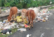 अंबिकापुर निगम की सफाई व्यवस्था ठप, भुगतान विवाद में घिरी स्वच्छता प्रभारी की पत्नी