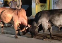 दो सांड़ों की जंग बनी आफत, बाजार में अफरा-तफरी का माहौल