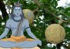घर में बेल वृक्ष लगाना आखिर क्यों है इतना मुश्किल, नियमों व दिशाओं से डर जाते हैं शिवभक्त