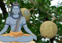 घर में बेल वृक्ष लगाना आखिर क्यों है इतना मुश्किल, नियमों व दिशाओं से डर जाते हैं शिवभक्त