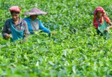 गोदामों में फंसी 7 लाख किलो चाय, व्यापार पर बड़ा असर