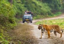 टाइगर-चीता प्रेमियों के लिए जरूरी खबर, 1 जुलाई से बंद होंगे मध्य प्रदेश के 10 नेशनल पार्क