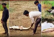 रातों-रात वायरल होने की कोशिश पड़ी भारी, मगरमच्छ से छेड़छाड़ पर जेल