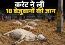 सिंगदई गांव में दर्दनाक हादसा, बिजली करंट से 18 मवेशियों की गई जान