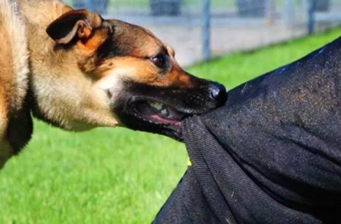 dog-attack.jpg