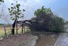 पहली बारिश में तबाही, जबलपुर में पेड़ गिरने से सड़कें जाम, मूंग की फसल नष्ट
