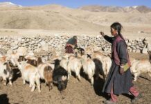 लद्दाख के पश्मीना उत्पादों को अंतरराष्ट्रीय बाजार में मिलेगी नई पहुंच