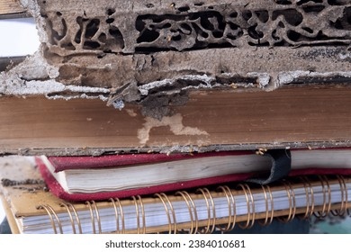 termite-destroy-books-stack-old.jpg