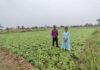 फसल विविधीकरण बना आर्थिक समृद्धि का आधार